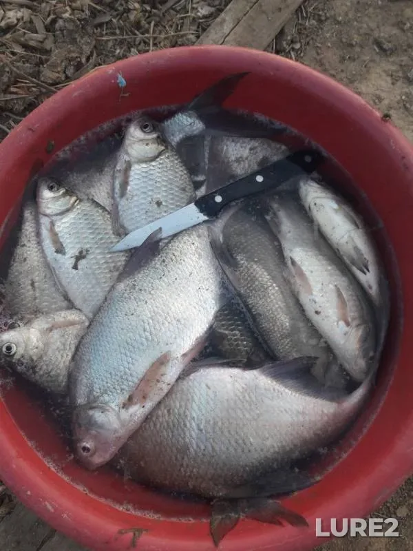 Crucian carp — Ural, Sep 14, 2018