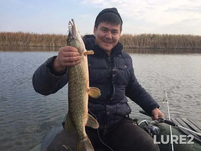 Crucian carp, Pike — Kushum, Oct 23, 2018