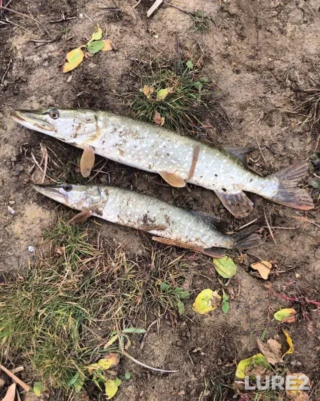 Pike — Kushum, Oct 31, 2018