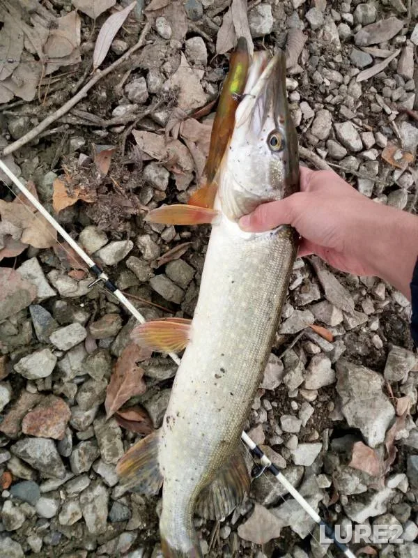 Pike — Shagan, Nov 05, 2018