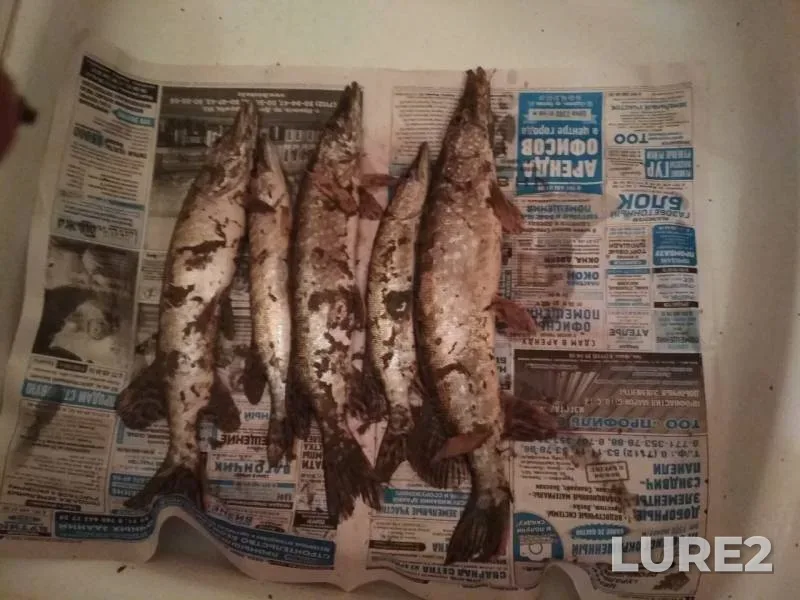 Crucian carp, Pike — Shagan №1, Nov 05, 2018