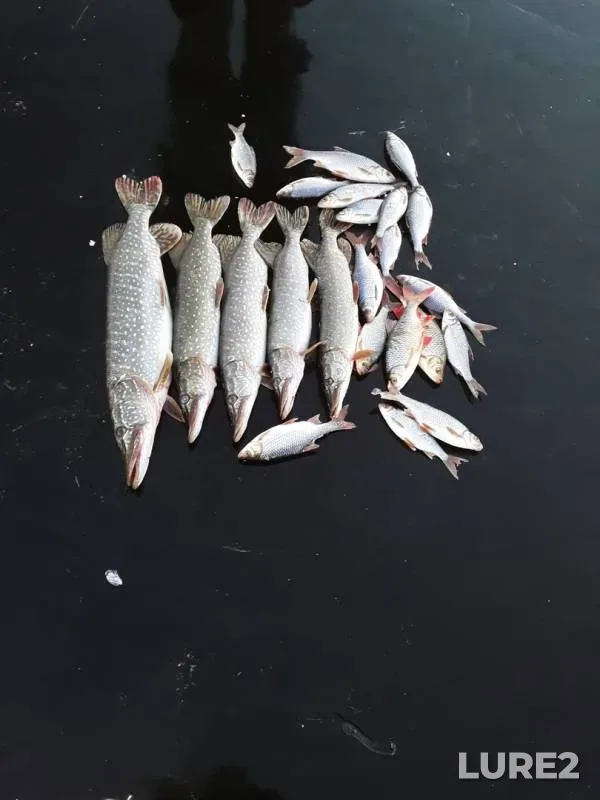 Pike, Roach — Zapadno-Kazakhstanskaya oblast, Nov 16, 2018