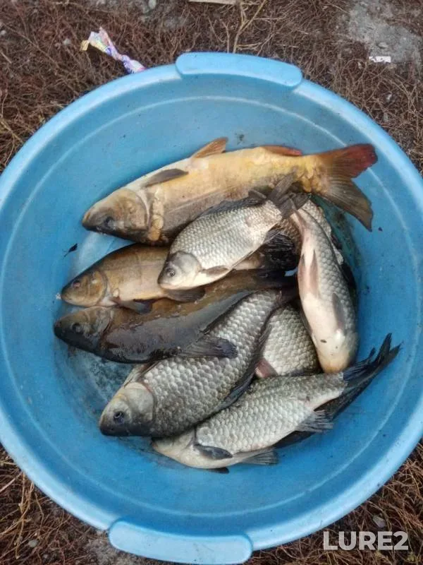 Carp, Crucian carp — Sukhaya Rossosh, Oct 04, 2019