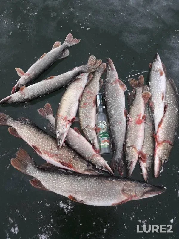 Pike — Kirovskoye, Dec 07, 2018