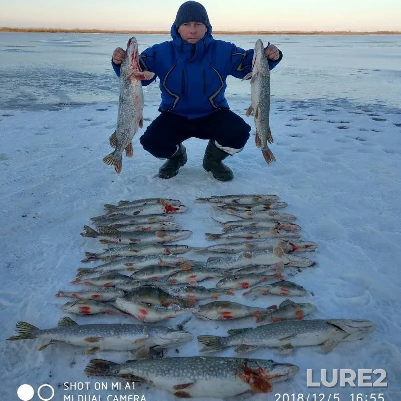 Perch, Pike — Bitikskoye, Dec 19, 2018