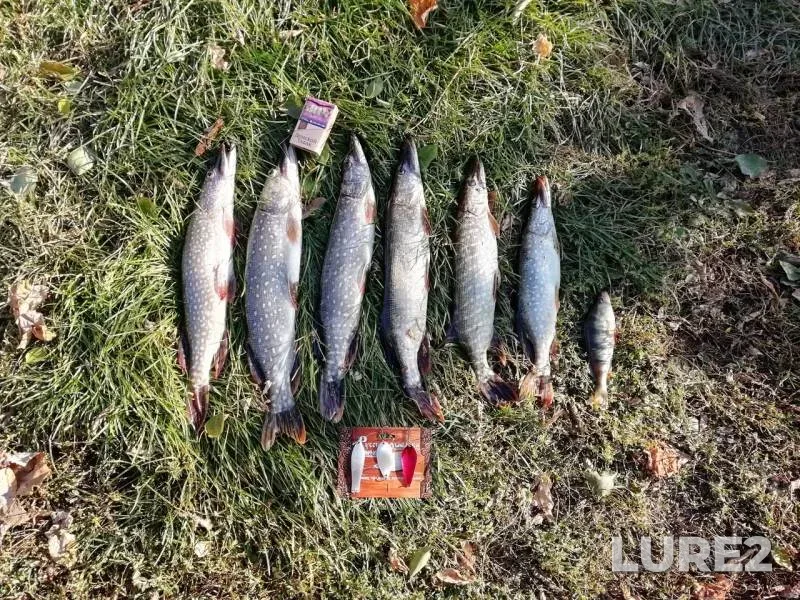Perch, Pike — Don, Oct 04, 2019
