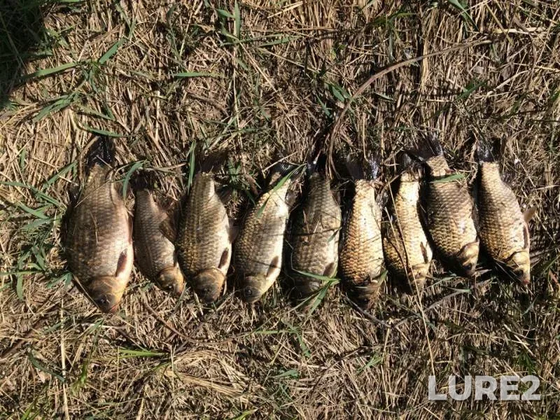 Crucian carp — protoka Kushum-Kanal, May 01, 2019