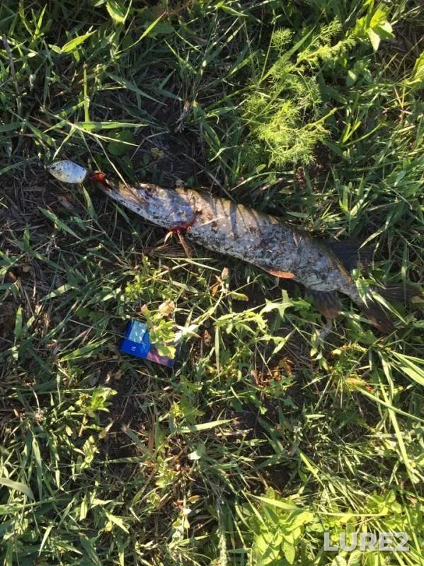 Pike — Zapadno-Kazakhstanskaya oblast, Jun 09, 2019