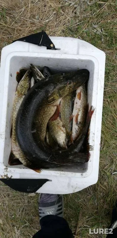 Pike — Zhanakush, Jul 28, 2019