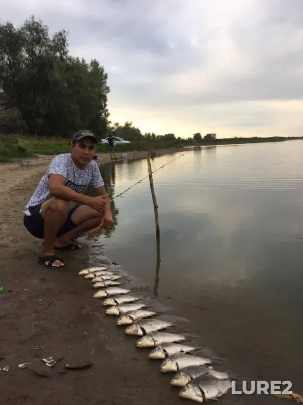 Crucian carp — Zapadno-Kazakhstanskaya oblast, Aug 19, 2019