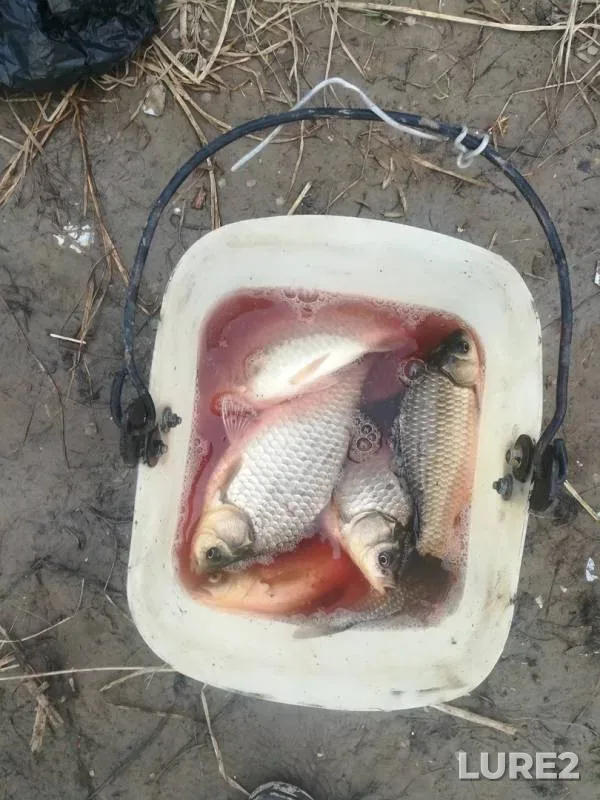 Crucian carp — Zapadno-Kazakhstanskaya oblast, Aug 18, 2019