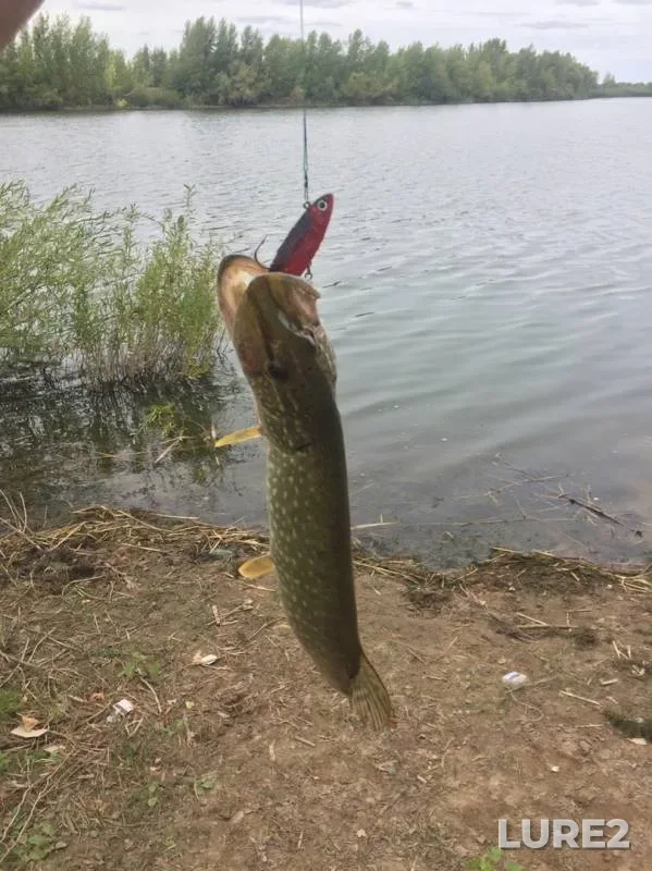Pike — Zapadno-Kazakhstanskaya oblast, Aug 27, 2019