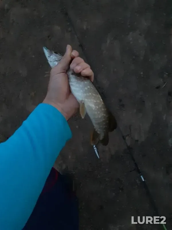 Pike — Krutaya, Sep 02, 2019