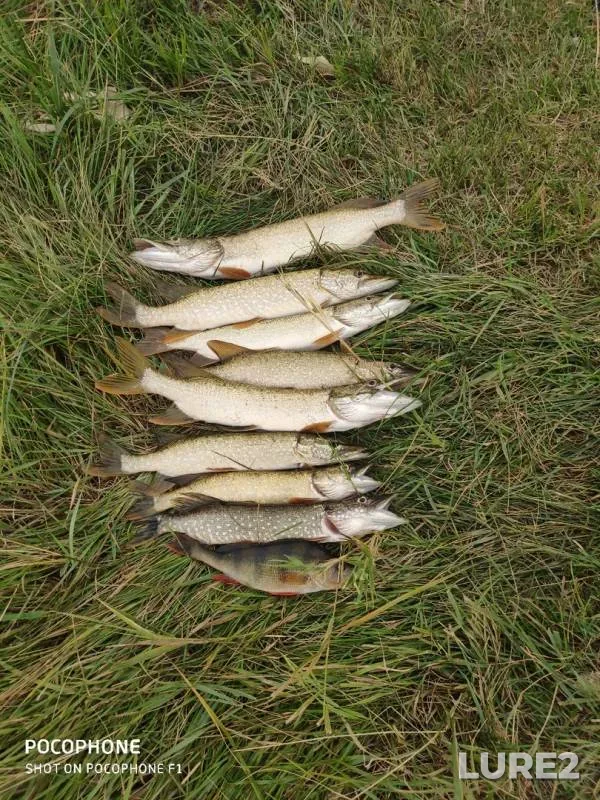 Perch, Pike — Zapadno-Kazakhstanskaya oblast, Sep 01, 2019