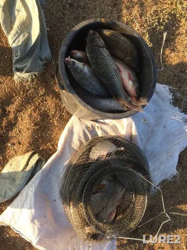 Crucian carp — Zapadno-Kazakhstanskaya oblast, Sep 09, 2019