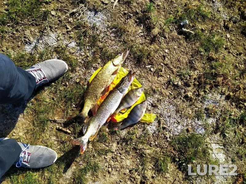 Perch, Pike — Zapadno-Kazakhstanskaya oblast, Sep 08, 2019
