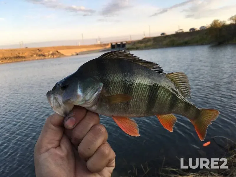 Perch — Kushum, Sep 16, 2019