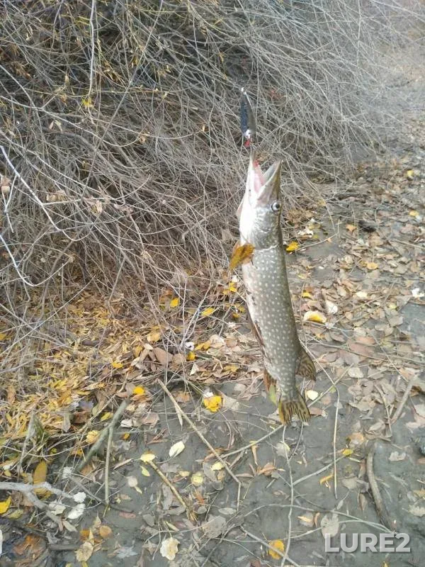 Pike — Zapadno-Kazakhstanskaya oblast, Oct 11, 2019