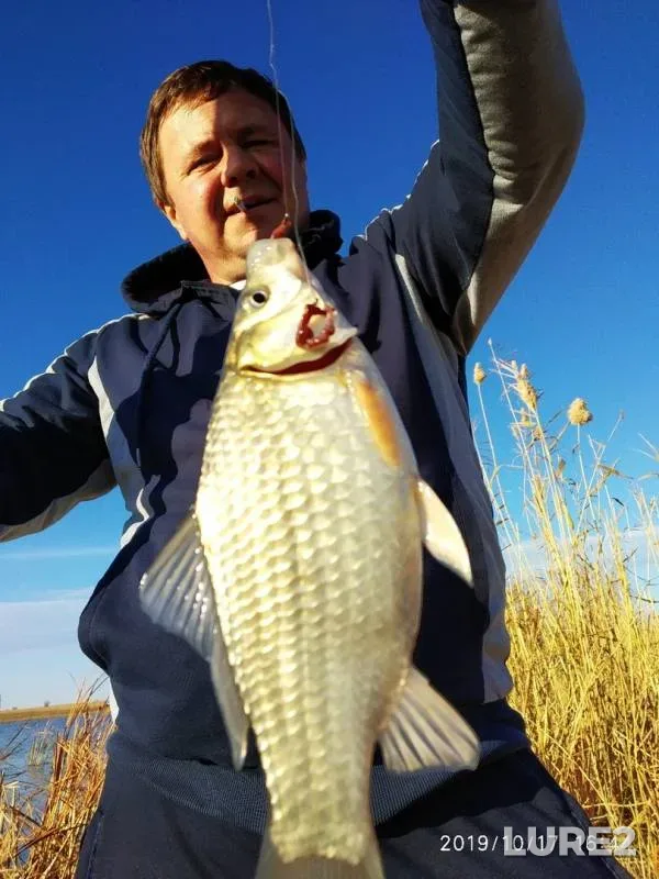 Crucian carp — Zapadno-Kazakhstanskaya oblast, Oct 18, 2019