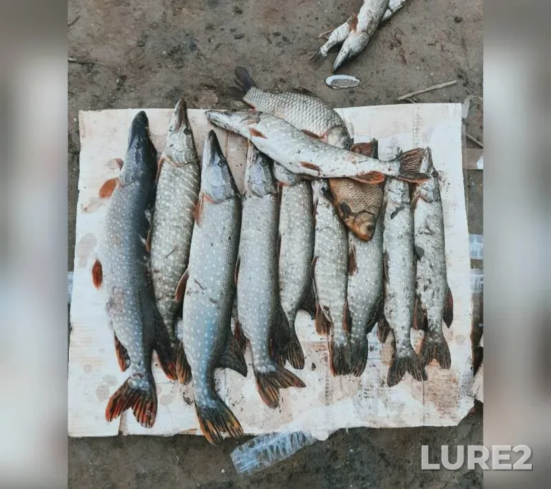 Crucian carp, Pike — Bolshoy Uzen, Nov 21, 2019
