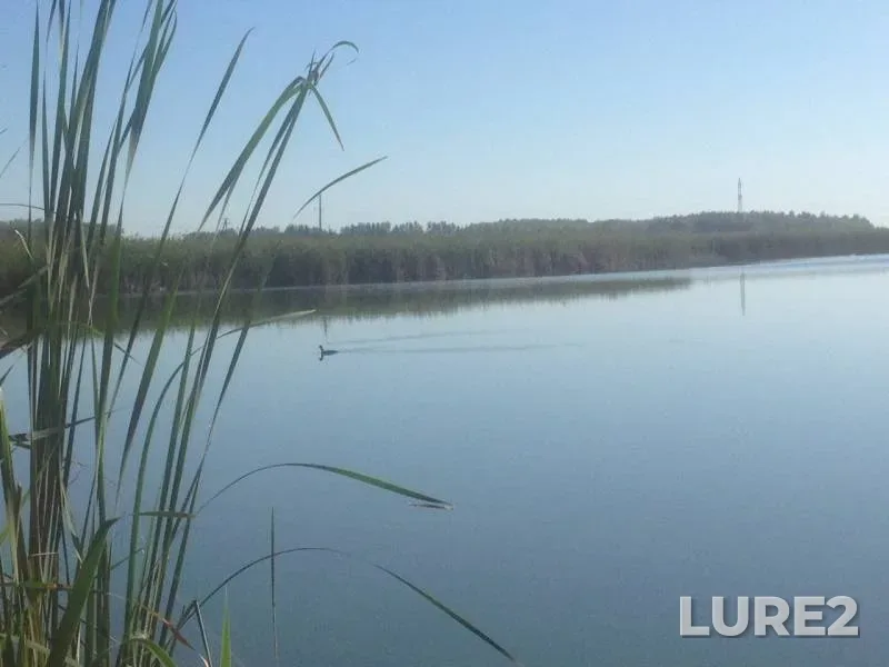 Crucian carp — Volga, Aug 15, 2018