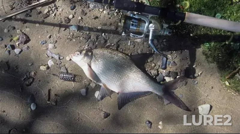 Carp, Crucian carp — Samarskaya oblast, Aug 22, 2018