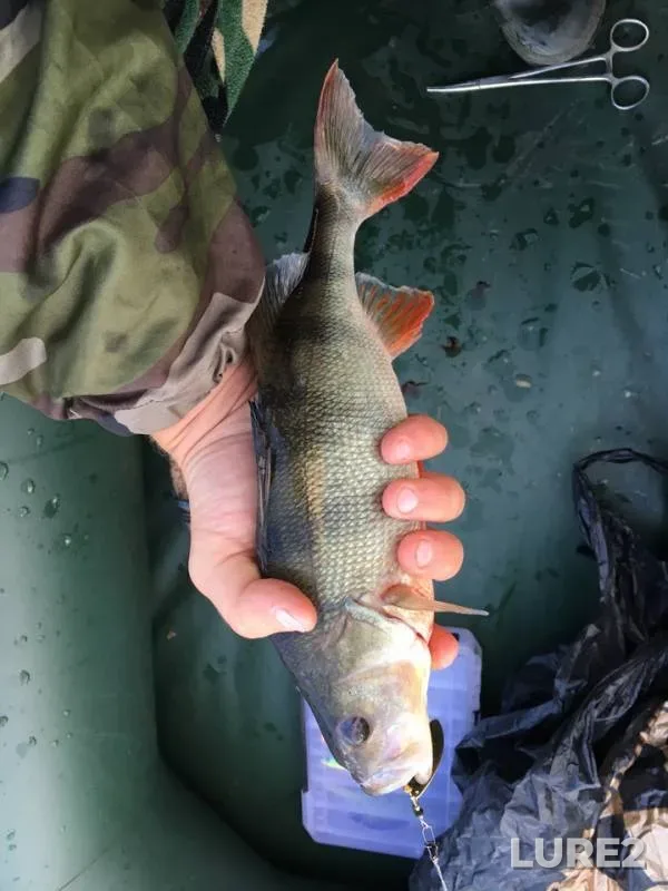 Perch, Pike — Samara, Sep 18, 2018