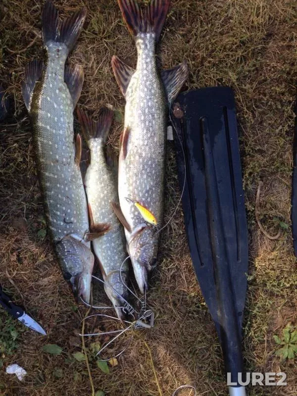 Pike — Samarskaya oblast, Sep 20, 2018