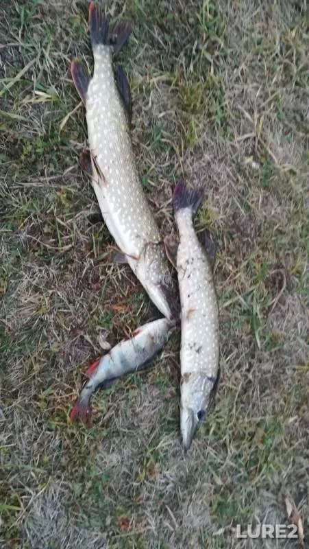 Perch, Pike — Krivoye, Oct 20, 2018