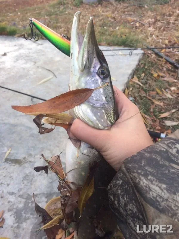 Pike — Samarskaya oblast, Oct 31, 2018