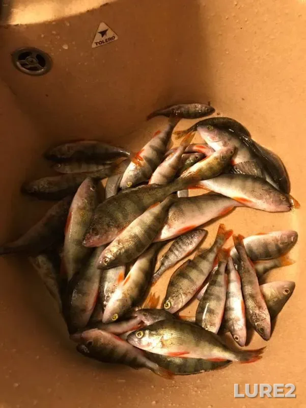 Perch — Samarskaya oblast, Dec 01, 2018