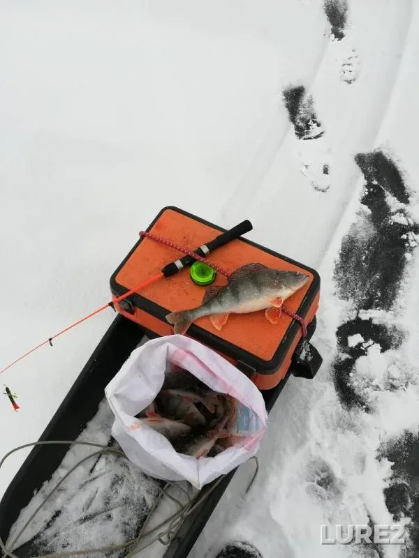Perch — Kuybyshevskoye, Dec 07, 2018