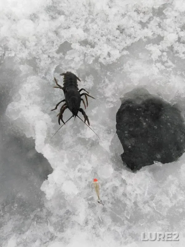 Perch, Roach — Lebyazhye, Dec 30, 2018