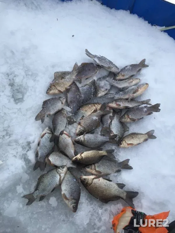 Crucian carp — Karalyk, Jan 11, 2019