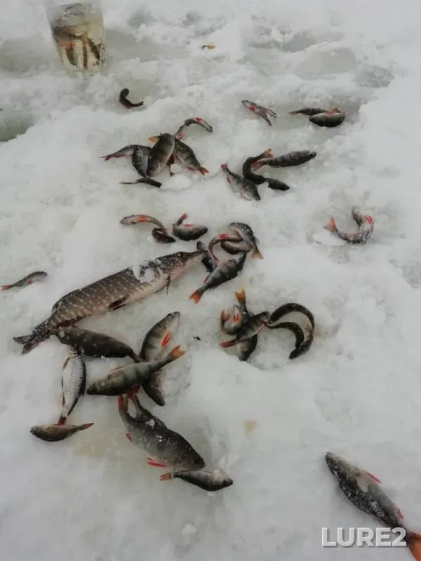 Perch, Pike — Bezenchuk, Jan 23, 2019