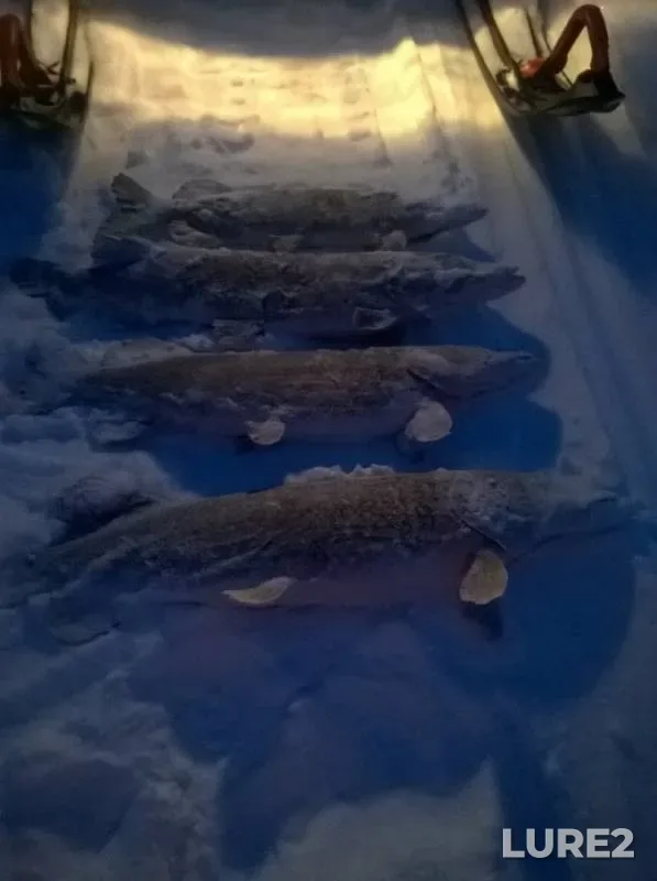 Pike — Volga, Jan 29, 2019