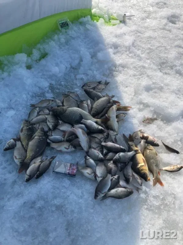Crucian carp — Samarskaya oblast, Mar 23, 2019