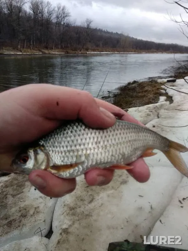 Perch, Roach — Kuprino, Apr 07, 2019