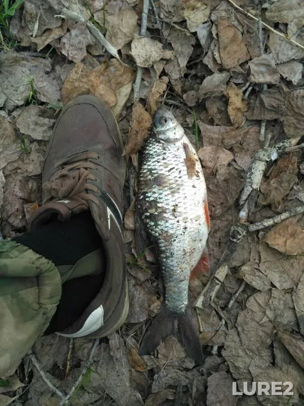 Roach — Samara, Apr 24, 2019