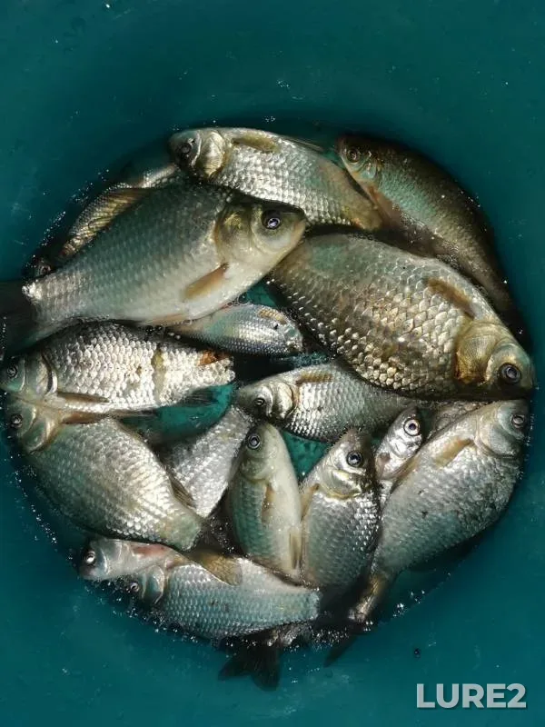 Crucian carp — Bolshoy Irgiz, Apr 25, 2019