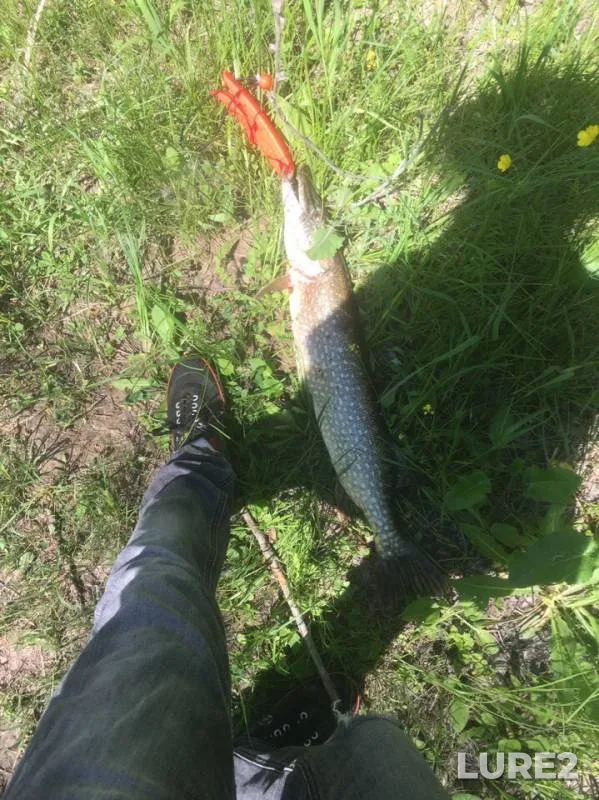 Pike — Velushka, Jun 14, 2019