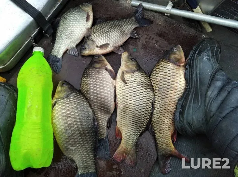 Carp, Crucian carp — Tatyanka, Oct 02, 2019