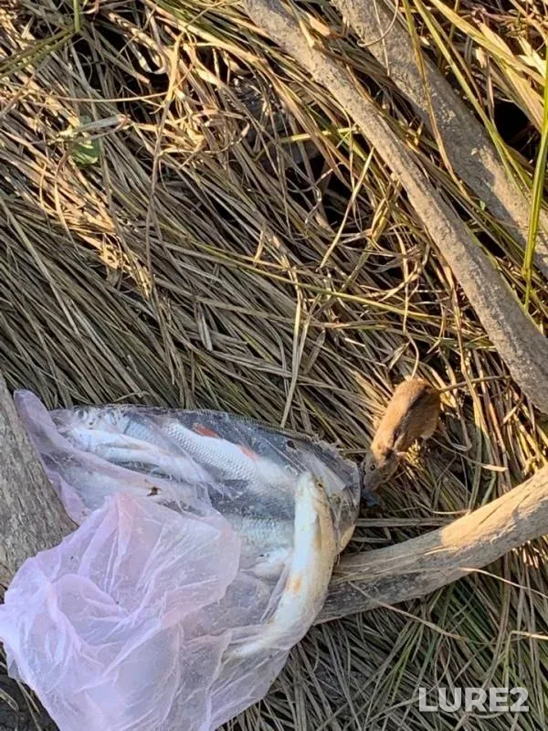Roach — Samara, Oct 06, 2019