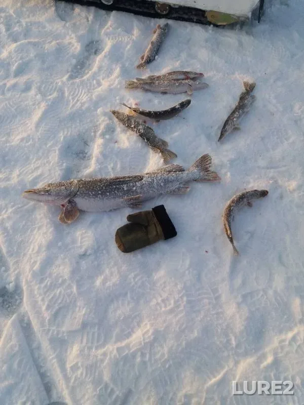 Perch, Pike — Belaya, Jan 02, 2018