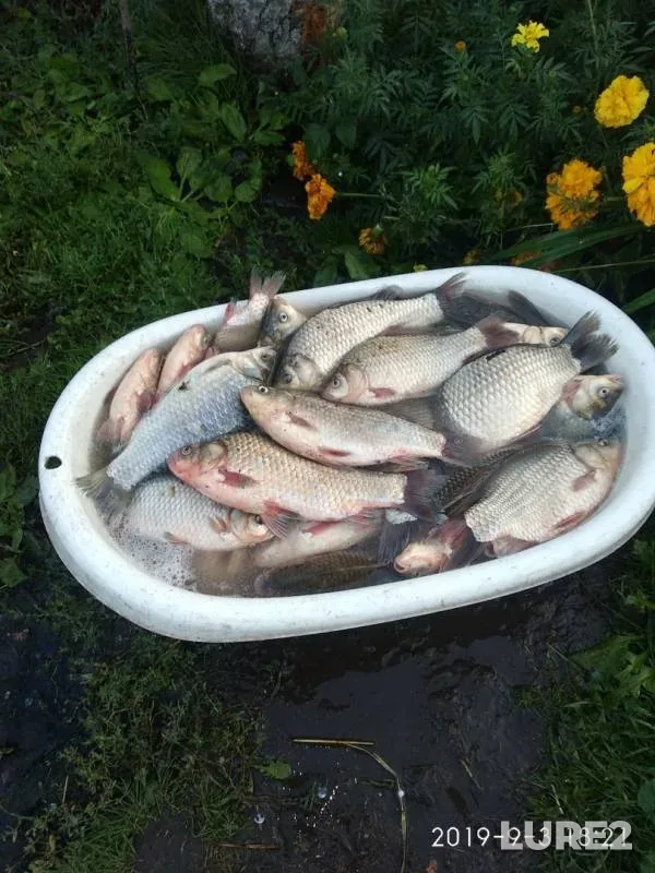 Crucian carp — Voronezhskaya oblast, Sep 04, 2019