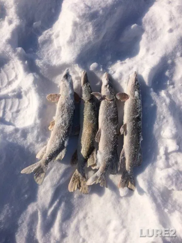 Pike — Vala, Mar 10, 2018