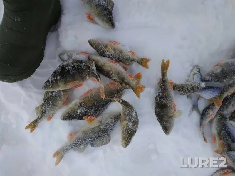 Perch, Roach — Mikheyevskiye, Mar 16, 2018