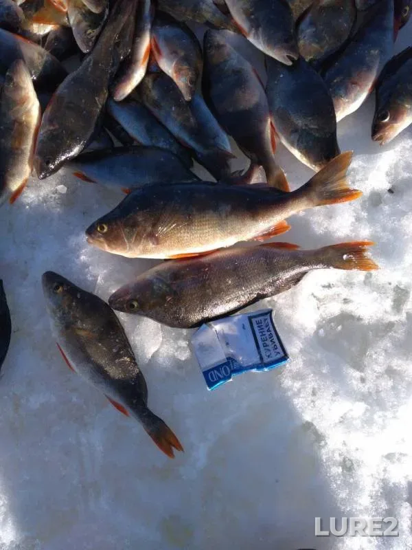 Perch — Mikheyevskiye, Apr 09, 2018