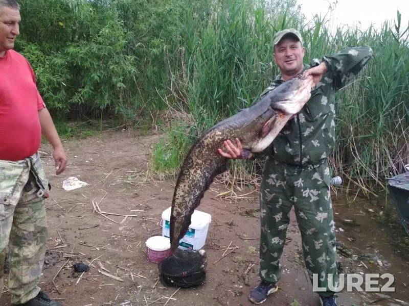 Wels catfish — Kama, Jul 12, 2018