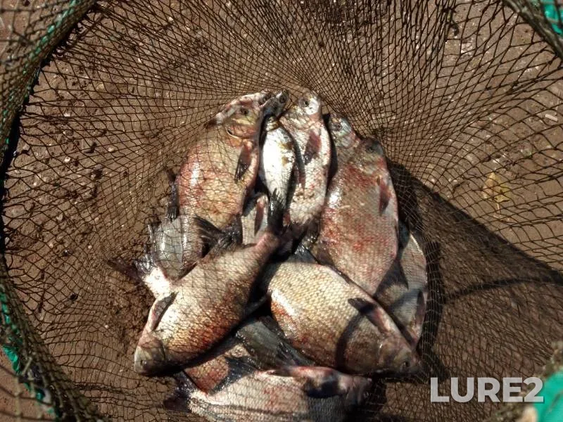 Bream — Kama, Aug 12, 2018